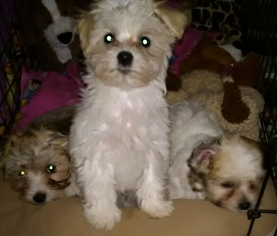 ❤️ ❤️Havanese puppies for adoption - (431) 302-3667❤️❤️❤️ Image eClassifieds4u