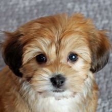 ❤️ ❤️outstanding Havanese puppies ready to go ❤️❤️❤️