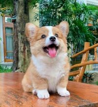 Adorable Corgi Puppies for Adoption (williamjaydenscot36@gmail.com)