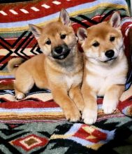 Adorable Shiba Inu male and female puppies for adoption [williamjaydenscot36@gmail.com]