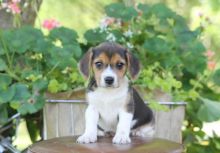 Lovely Beagle Puppies for Adoption (williamjaydenscot36@gmail.com)