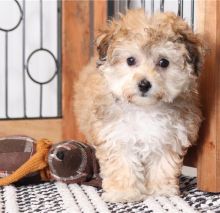 Male and female CKC Morkie Puppies for Adoption (williamjaydenscot36@gmail.com)