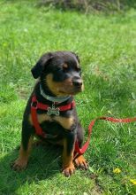 Wonderful Rottweiler Puppies Male and Female for adoption (williamjaydenscot36@gmail.com)