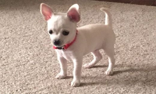 Chihuahua Puppies for Adoption (williamjaydenscot36@gmail.com) Image eClassifieds4u