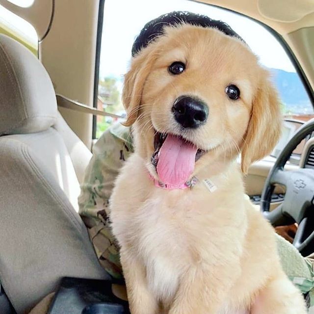 Golden Retriever Puppies for Adoption (williamjaydenscot36@gmail.com) Image eClassifieds4u