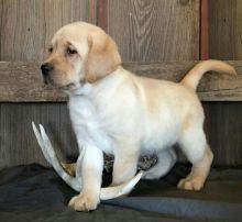 ❤️ ❤️Gorgeous Labrador-Retriever Puppies for re-homing ❤️❤️❤️ Image eClassifieds4u 1