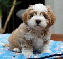 ❤️ ❤️Lovely Havanese Puppies for re-homing - (431) 302-3667❤️❤️❤️ Image eClassifieds4U