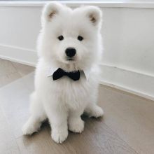 Cute samoyed male and female puppies for adoption [williamjaydenscot36@gmail.com] Image eClassifieds4U