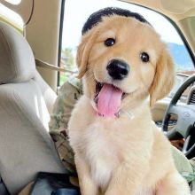 Golden Retriever Puppies for Adoption (williamjaydenscot36@gmail.com) Image eClassifieds4U