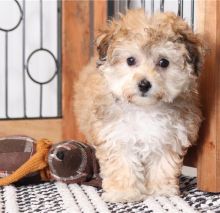 Male and female CKC Morkie Puppies for Adoption (williamjaydenscot36@gmail.com) Image eClassifieds4U