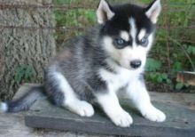 Lovely, playful Siberian husky both male and female Siberian husky (C K C Registered)