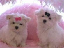 Adorable outstanding Maltese puppies maxtony230@gmail.com