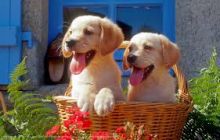 Charming CKC Labrador puppies available . kembehrodrique@gmail.com