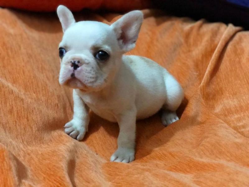 13 Weeks old French Bulldog Puppy morgantrinity15@gmail.com Image eClassifieds4u