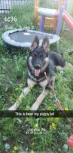 7 month old king German shepherd Image eClassifieds4U