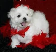 Two Top Class Maltese Puppies Available maxtony230@gmail.com Image eClassifieds4u