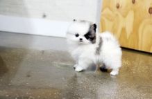 (FREE)Teacup Pomeranian Puppies for Adoption into Good homes Only. samueljeffrey72@gmail.com