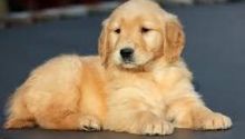 Adorable Golden Retriever Puppies For Adoption (williamjaydenscot36@gmail.com)