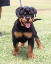 Adorable Rottweiler Puppies For Adoption (williamjaydenscot36@gmail.com)