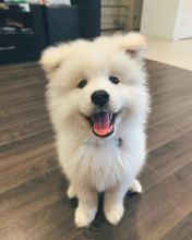 Adorable Samoyed pups for free adoption