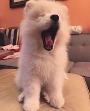 Charming Samoyed pups male and female Available