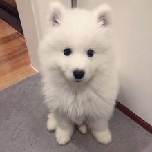 C.K.C MALE AND FEMALE SAMOYED PUPPIES AVAILABLE