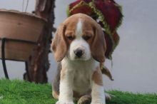 Cute Lovely Beagle Puppies Male and Female for adoption [williamjaydenscot36@gmail.com]