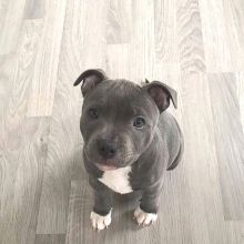 Cute Lovely Blue Nose Pitbull Puppies Male and Female for adoption (williamjaydenscot36@gmail.com)