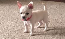 Cute lovely Chinuahua Puppies for Adoption [williamjaydenscot36@gmail.com]