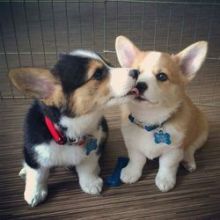 Cute Pembroke Welsh Corgi Puppies For Adoption (williamjaydenscot36@gmail.com)