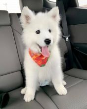 Healthy Registered Samoyed puppies available