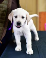 Outstanding Labrador Retriever Puppies for Sale. kembehrodrique@gmail.com