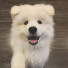 Samoyed puppies- Male & Female For Adoption