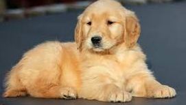 Adorable Golden Retriever Puppies For Adoption (williamjaydenscot36@gmail.com) Image eClassifieds4u