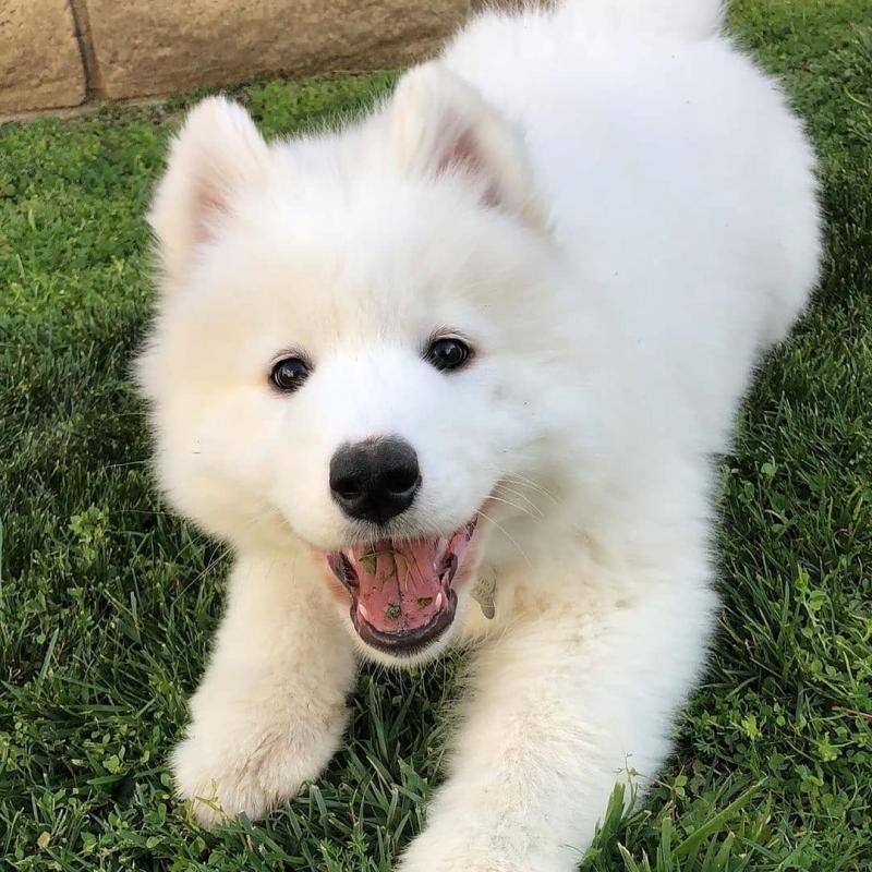 C.K.C MALE AND FEMALE SAMOYED PUPPIES AVAILABLE Image eClassifieds4u