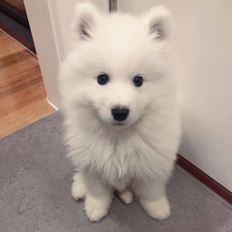 C.K.C MALE AND FEMALE SAMOYED PUPPIES AVAILABLE Image eClassifieds4u