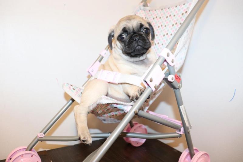 Full Breed Pug Puppies.morgantrinity230@gmail.com Image eClassifieds4u