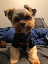 Gorgeous Morkie Puppies For Adoption (williamjaydenscot36@gmail.com) Image eClassifieds4u
