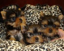 we have beautiful Yorkie puppies ready.perrymorgan38@gmail.com Image eClassifieds4U
