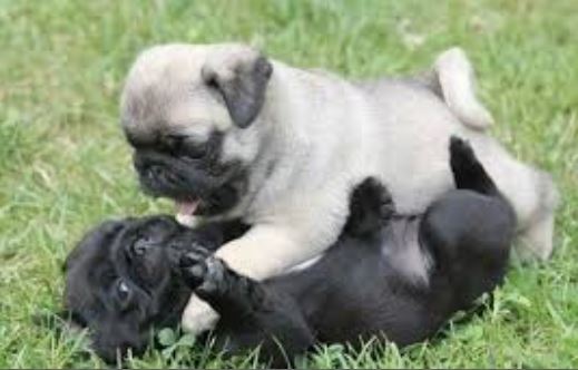 Pug puppies for Adoption (williamjaydenscot36@gmail.com) Image eClassifieds4u