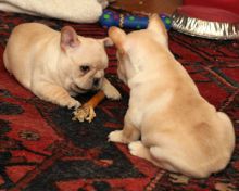 CHAMPION FRENCH BULLDOG PUPPY FOR ADOPTION