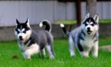 FANTASTIC BLUE EYES SIBERIAN HUSKY PUPPIES FOR ADOPTION