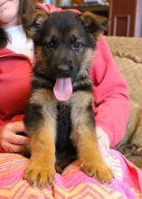 OUTSTANDING CKC GERMAN SHEPHERD PUPPIES FOR RE-HOMING