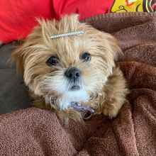 🟥🍁🟥 HYPOALLERGENIC LHASA APSO PUPPIES 🐶🐶 SEEKING A GOOD HOME🟥🍁🟥 Image eClassifieds4u 2