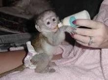 Cream white face baby capuchin monkey for adoption. perrymorgan38@gmail.com