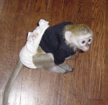 lovely female baby capuchin monkey available for adoption. perrymorgan38@gmail.com
