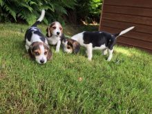 LOVELY WITH AMAZING CHARACTERISTICS BEAGLE PUPPIES FOR ADOPTION