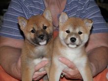 POTTY TRAINED CKC SHIBA INU PUPPIES READY FOR RE-HOMING