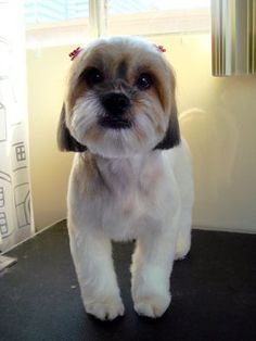 Bandana's Pet Grooming Image eClassifieds4u