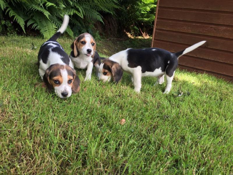 LOVELY WITH AMAZING CHARACTERISTICS BEAGLE PUPPIES FOR ADOPTION Image eClassifieds4u